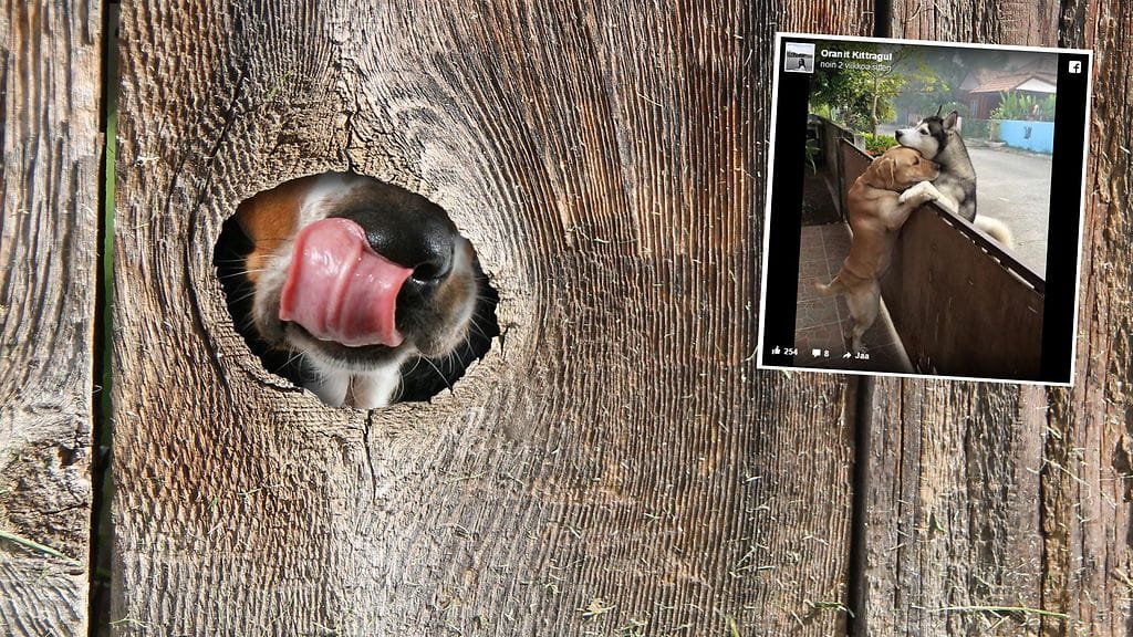 Koirat eivät antaneet aitojen toimia esteenä heidän ystävyydelleen.