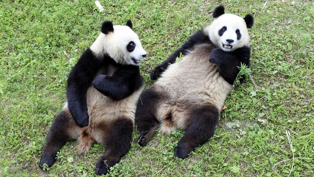 Ähtärin eläinpuiston välittämä handout-kuva eläinpuistoon mahdollisesti tarjottavista jättiläispandoista Dujiangyan Panda Bases -pandakeskuksessa Sichuanin maakunnassa Kiinassa 6. heinäkuuta 2017.