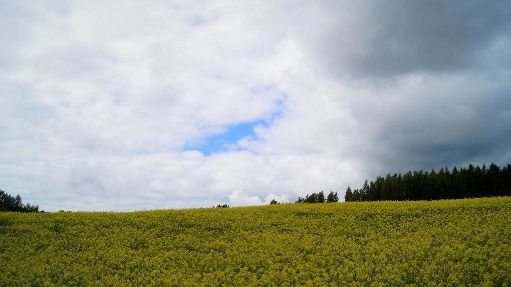 Keltainen pelto paistoi Jyväskylässä eilen kilpaa pilvien lomasta pilkottavan auringon kanssa.