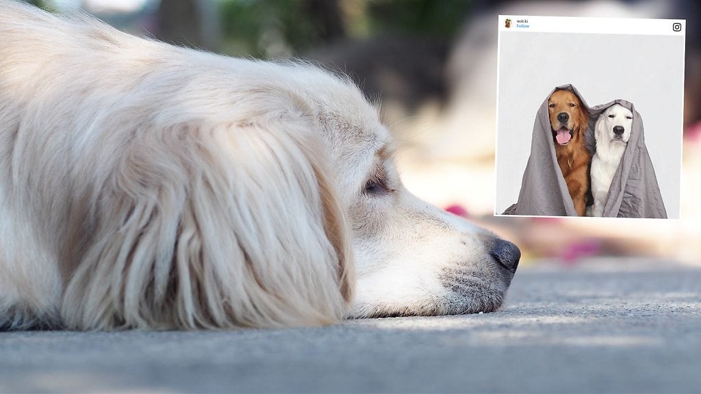 Koirista muodostui nopeasti toistensa parhaimmat ystävät.