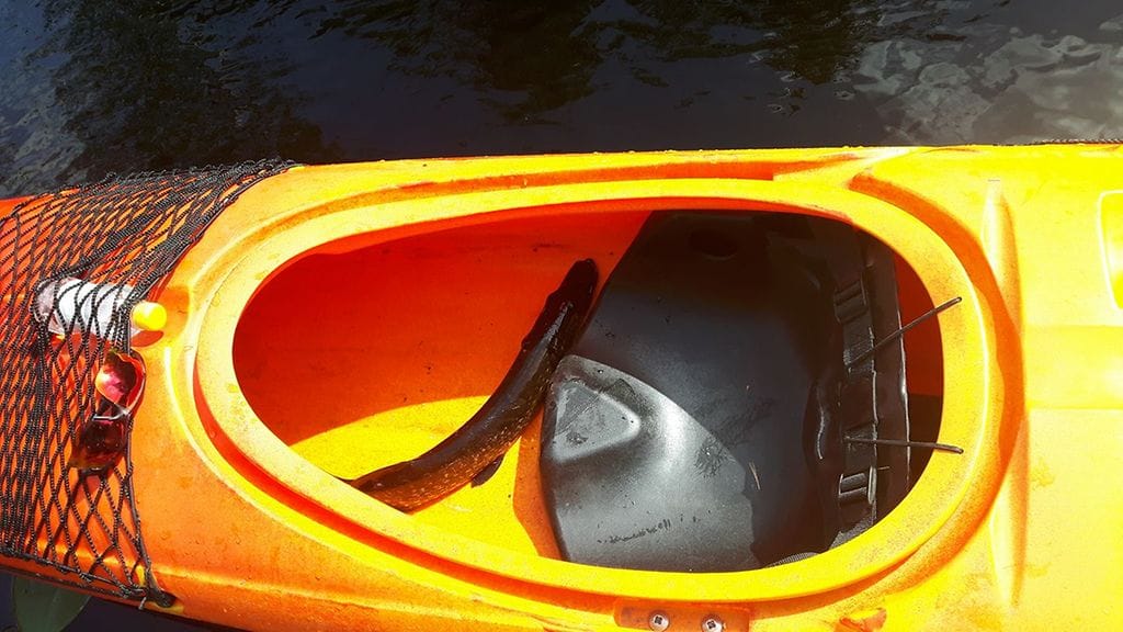 Kajakkiin molskahtanut salamatkustaja keskeytti Päivi Haverisen melontaretken.