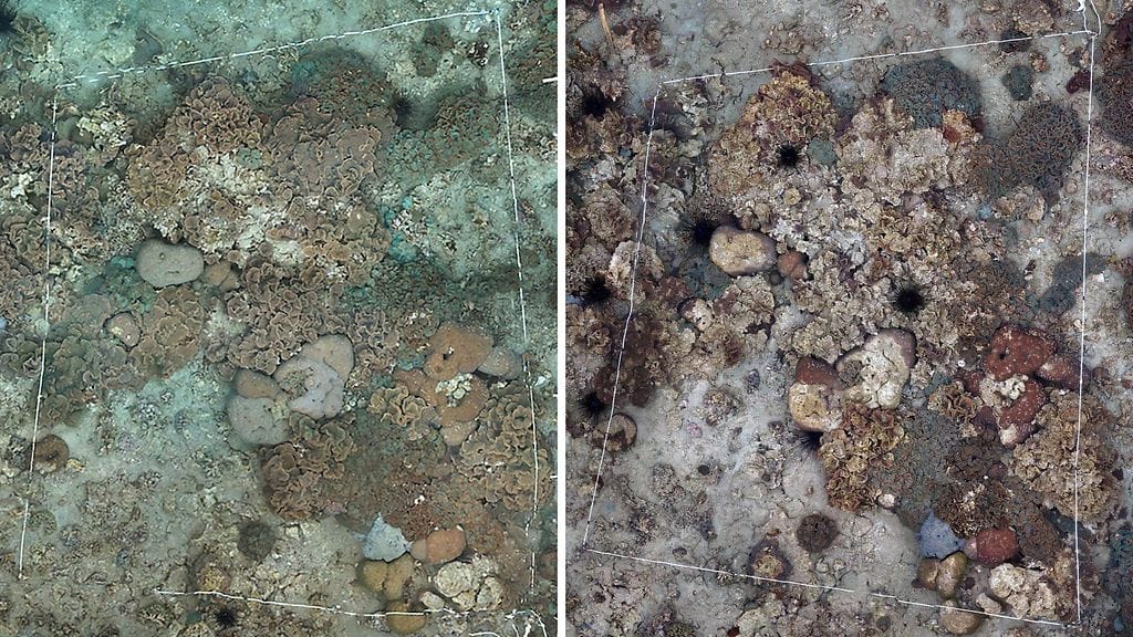 Kuva osoittaa, miten Japanissa sijaitseva koralliriutta on vahingoittunut meriveden lämmön nousun vuoksi.