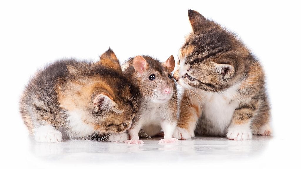 Toisin kuin voisi luulla, myös kissat ja rotat voivat olla mitä parhaimpia ystävyksiä.
