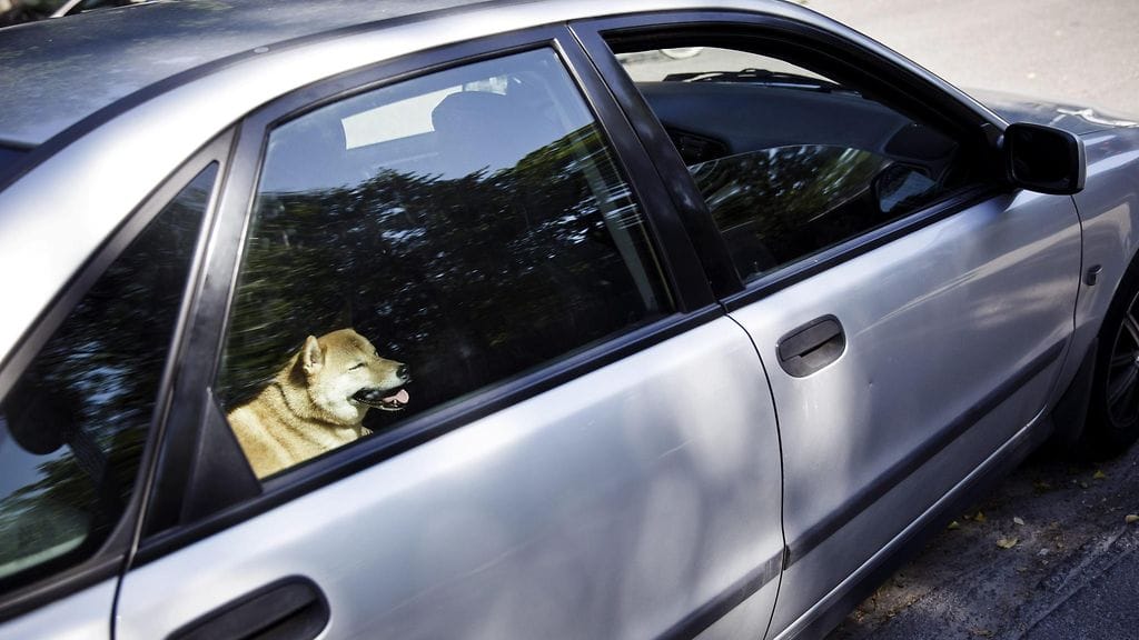 Kuvituskuvaa kuumaan autoon jätetystä koirasta.