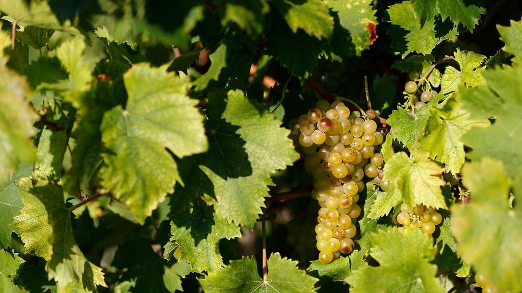 Viinirypäleköynnös Etelä-Ranskassa lähellä Vic la Gardiolea.