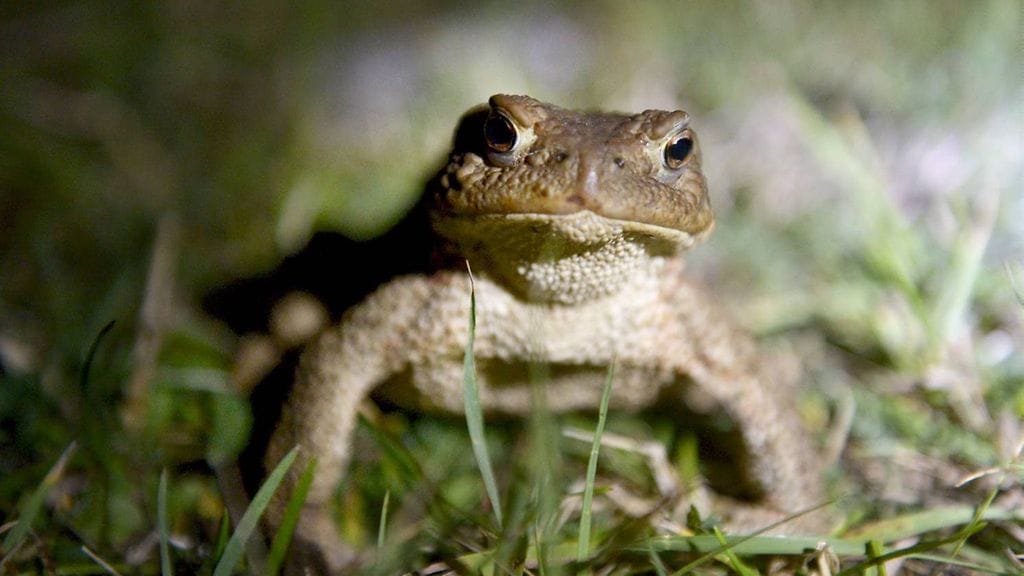 Arkistokuva. Rupisammakko (rupikonna, Bufo bufo)  Isokarin majakkasaarella 17. elokuuta 2014.