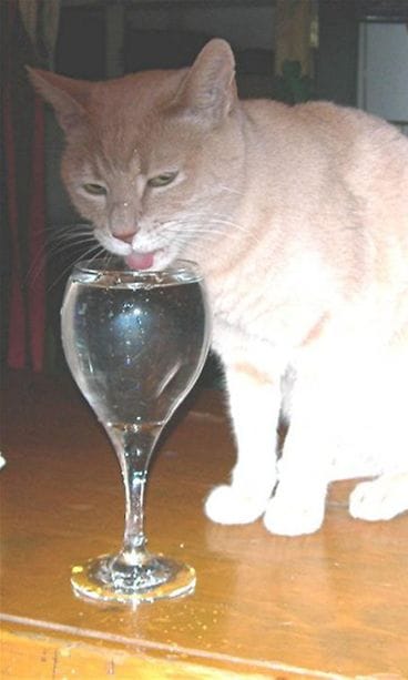 Stubbs pormestarikissa