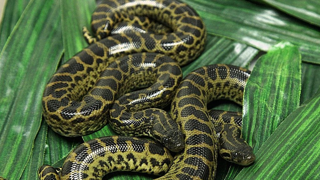Tropicariossa lauantaina syntyneet anakondat ovat toisen polven helsinkiläisiä.