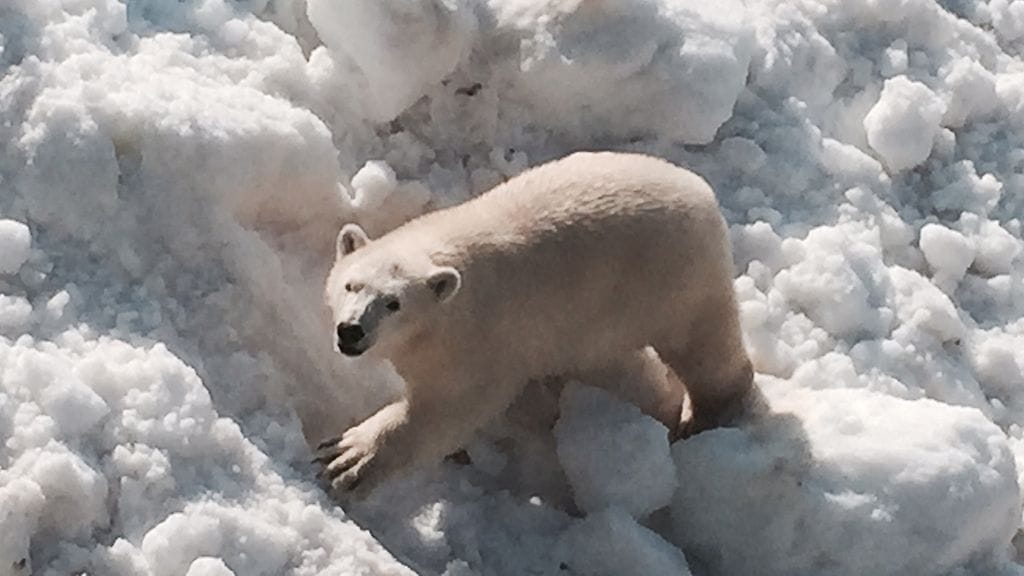 Jääkarhu - 4