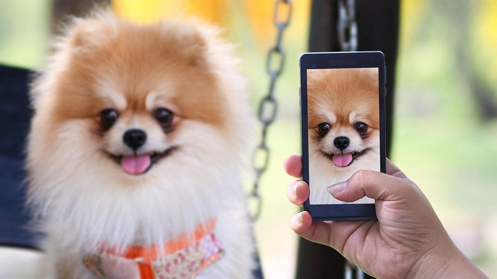 Puhelimeen taltioituu yhä useammin lemmikki kuin puoliso.