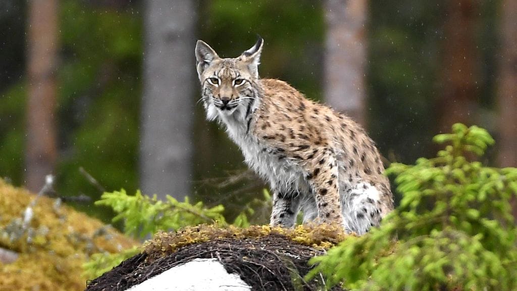 Isolla kissalla on iso ääni.