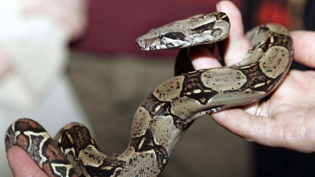 Kuvituskuva kuningasboasta.