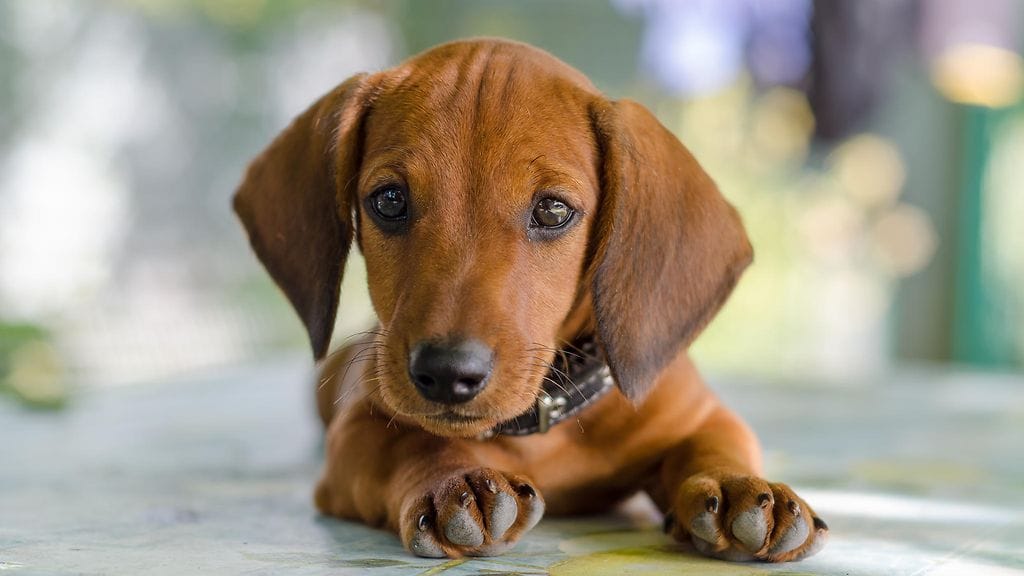 Suloinen "mäyräkoira" aiheutti hämmennystä kahvilassa. Kuvituskuva.