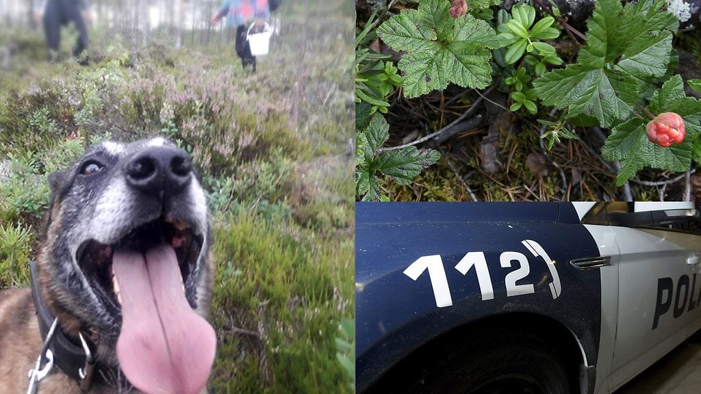 Poliisin tiedotteen mukaan poliisikoiralle tuli kuuma etsinnän melskeessä. Osa kadonneista onnistuttiin ohjaamaan etsijöiden luo poliisiauton sireenien avulla.