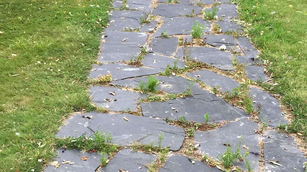 Valkoposkihanhet ovat kakkineet helsinkiläispariskunnan pihamaan täyteen.