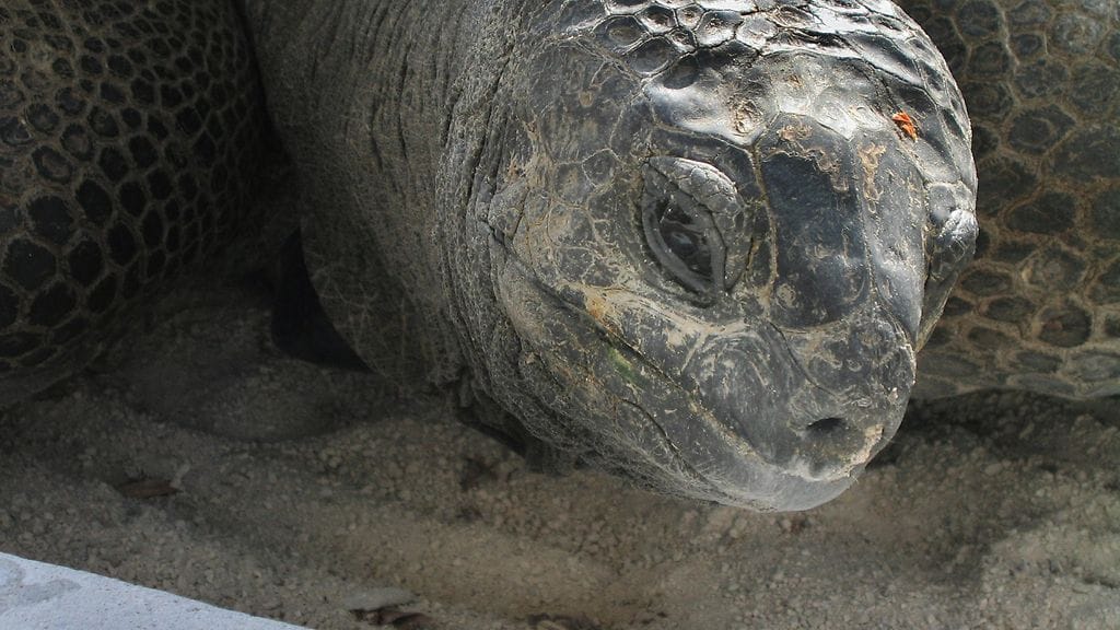 Jättiläiskilpikonna.