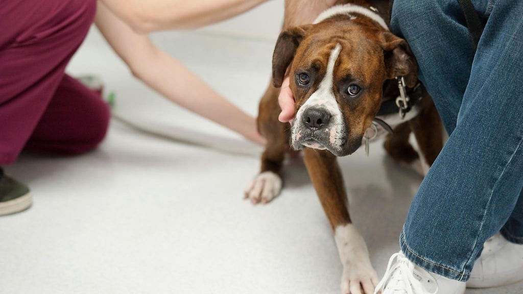 Eläinlääkäri oli päättänyt pelastaa koiran hengen sen omistajien toiveiden vastaisesti.