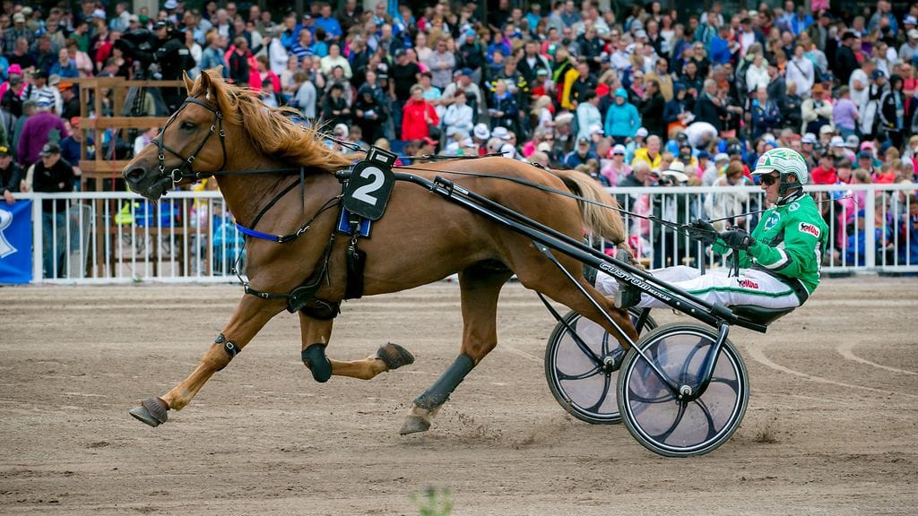Caijus oli 5-vuotiaiden suomenhevosten Vermon Pikkukunkussa omaa luokkaansa.