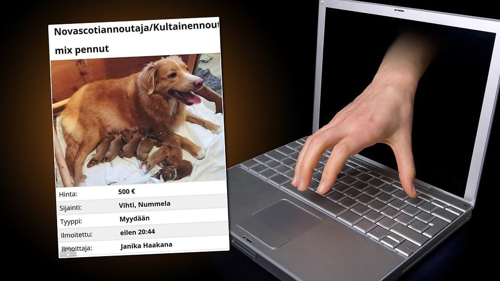 Janika joutui identiteettivarkauden kohteeksi, kun hänen nimellään kaupiteltiin netissä olemattomia koiranpentuja.