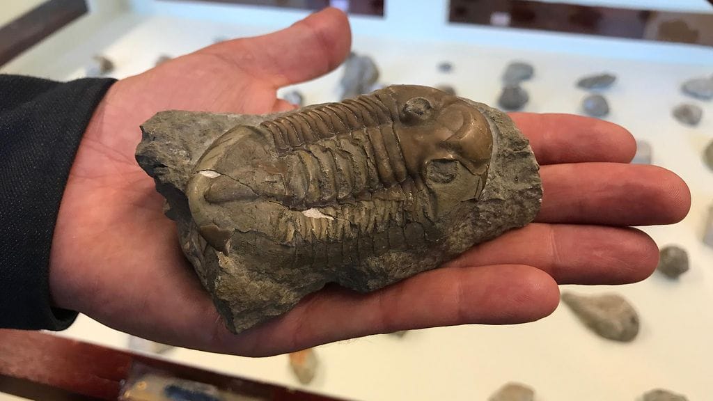 Kuvassa Suomesta löytynyt fossiili 450 miljoonan vuoden takaa.