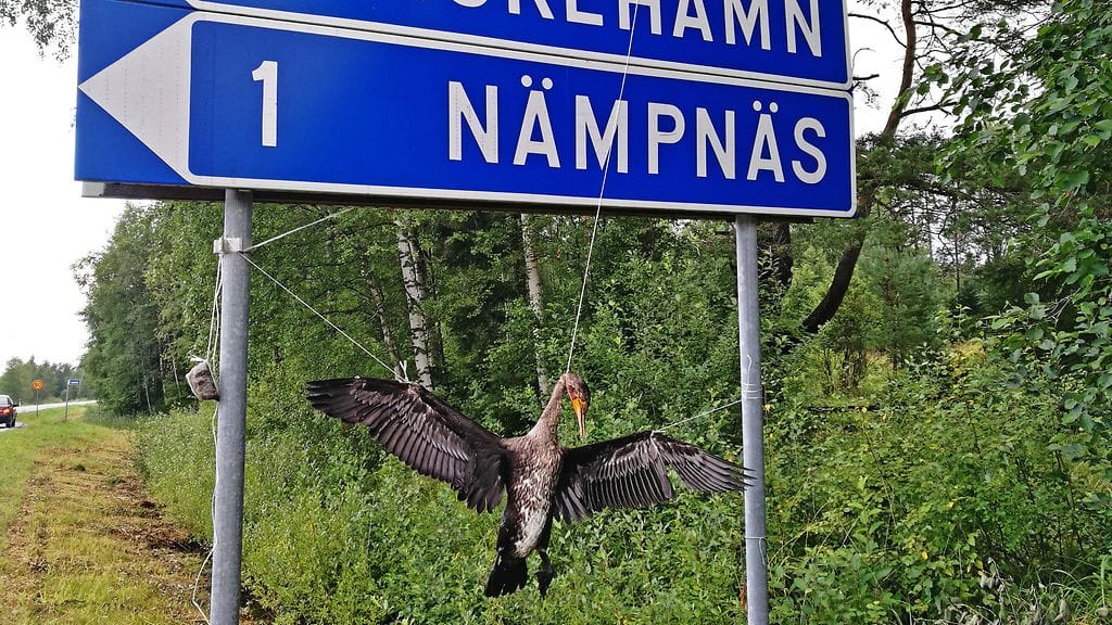 Poliisille on jälleen tullut tieto liikennemerkkiin ripustetusta merimetsosta. Kuva elokuun alussa ilmi tulleesta tapauksesta Närpiössä.