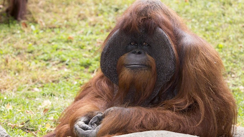 Päiväämätön kuva Chatek-orangista Atlantan eläintarhasta.