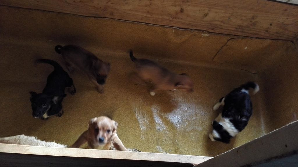 Poliisin kuva laittomasti maahan tuoduista koiranpennuista.