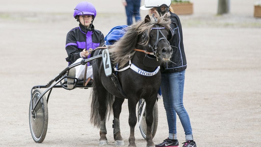 Tuore Suomen mestari Thorvald osallistuu ponien kuninkuuskilpailuun.