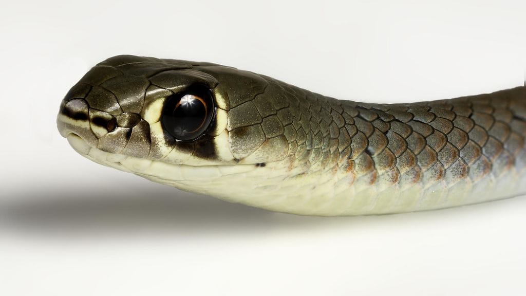 Tällainen käärme (Demansia psammophis) oli piilossa australialaiskodissa. Kuvituskuva.