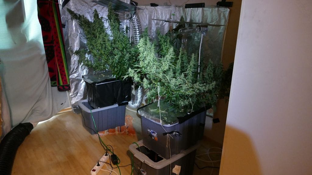 Poliisi löysi omakotitalosta Joensuusta kannabiskasvattamon.