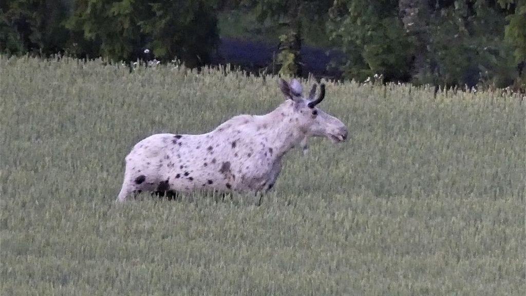 Ylväs hirvisonni ei ollut moksiskaan sitä kuvanneista ihmistä.