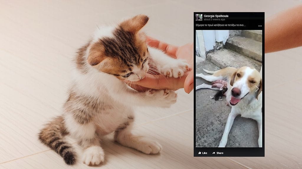 Kuvituskuva Shutterstock, toisen kuvan lähde Facebook.