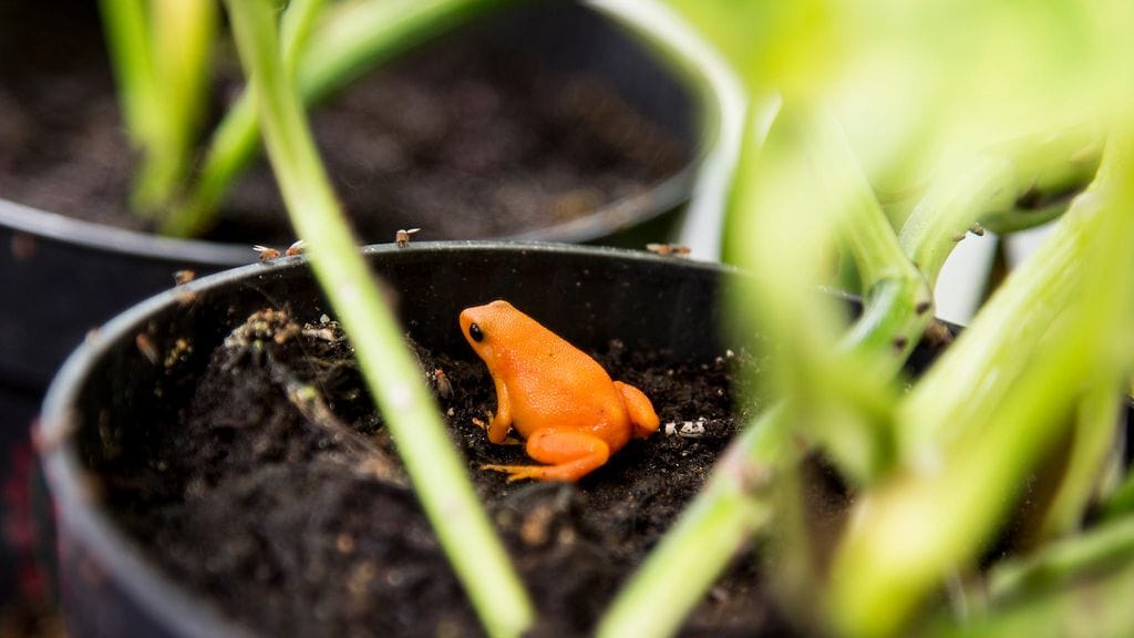 kultamantella-sammakko2