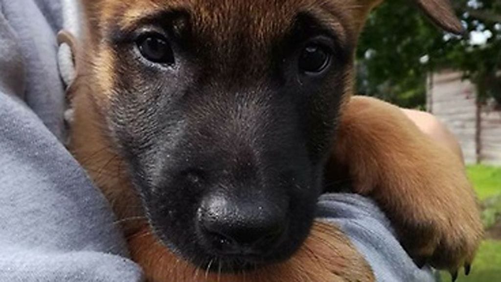 Kuvaaja Kennel Suhteellisen Jussi Leinonen.