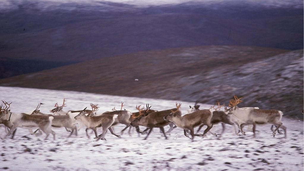 Kuvituskuvaa ensilumesta Pallastunturilta Suomesta.