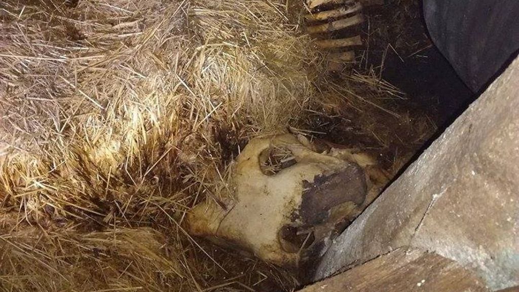 Oululaiselta autiotilalta on löydetty useamman hevosen jäänteitä. Poliisi tutkii tapausta eläinsuojelurikoksena.