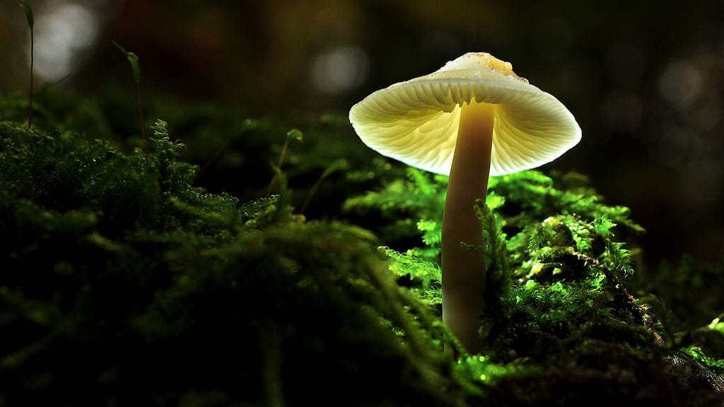 Ydinvoimalaonnettomuuden jäljet näkyvät edelleen suomalaisissa metsäsienissä.