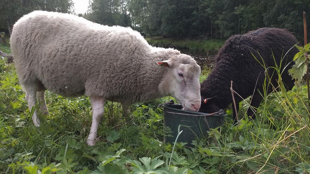 IMG_20170821_161905 Lampaat