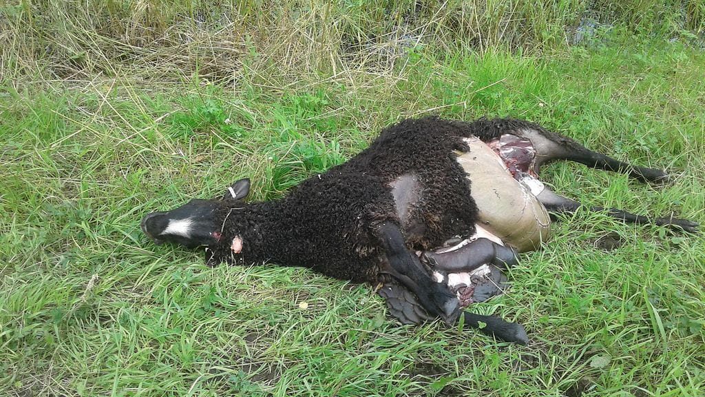 Suurpetoasiantuntija vahvisti raatelijan sudeksi.