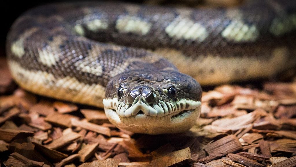 Mattopyton ei ole myrkyllinen, mutta sen purema saattaa aiheuttaa syvän haavan.