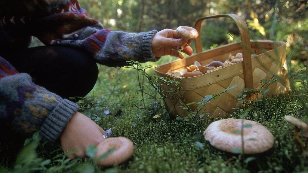 Syksyiset säät ovat omiaan sieniretkiin. 
Luonnonvarakeskuksen mukaan kuivan ja viileän kesäkuun vuoksi sienikausi alkoi tänä vuonna kahdesta, kolmeen viikkoa tavanomaista myöhemmin.