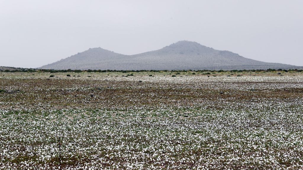 Kukat ovat puhjenneet tavallisesti karuun Atacaman autiomaahan Chilessä.