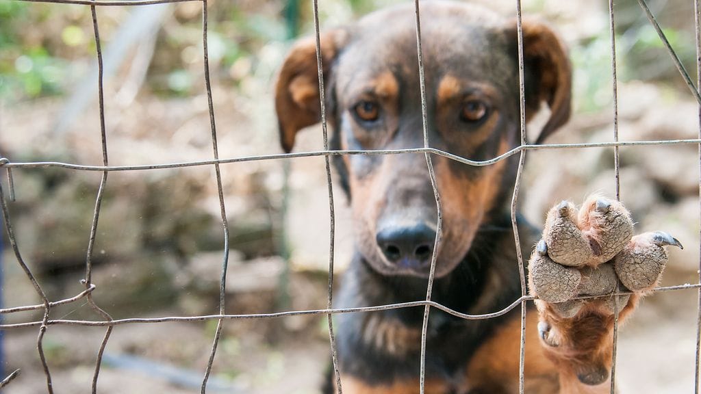 Rudolph-koira nousi otsikoihin sinniteltyään hengissä, vaikka kaikki todennäköisyydet olivat sitä vastaan. Kuvituskuva.