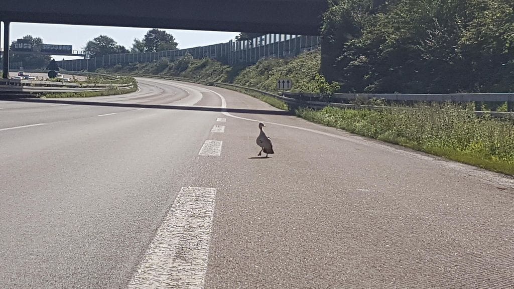 Kölnin poliisin ottamassa kuvassa näkyy, miten sorsaemo etsii poikasiaan saksalaisella moottoritiellä.