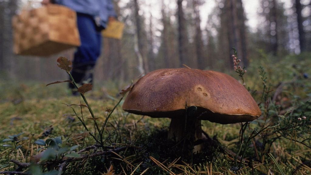 Sienestäjän kannattaa poimia vain tuttuja lajeja. Kuvituskuva.