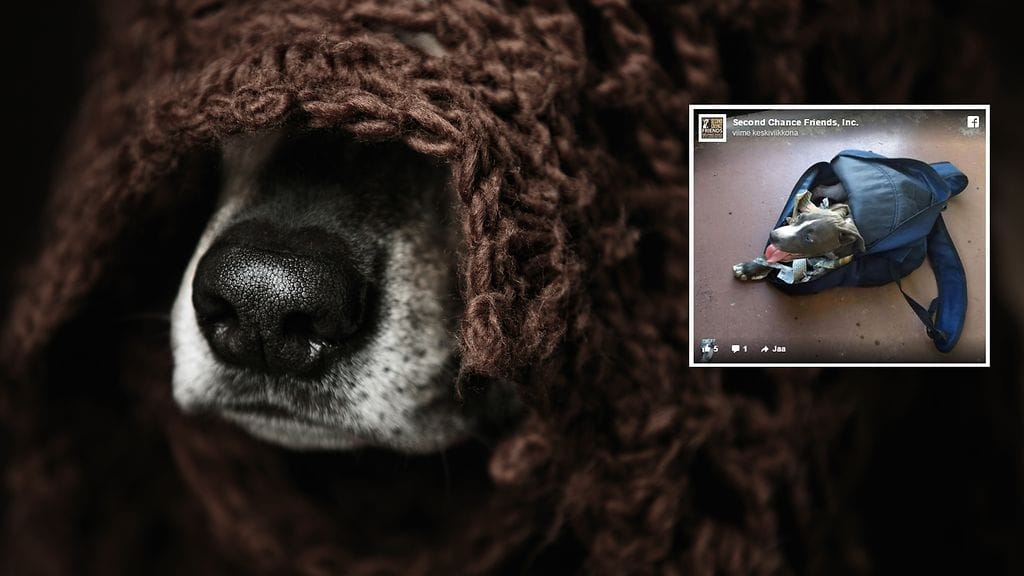 Onneksi repun mukana hylätty koira löydettiin ajoissa.