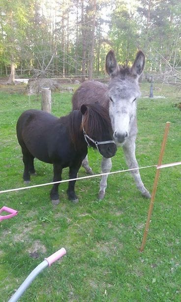 Kolmikko poni ja aasi