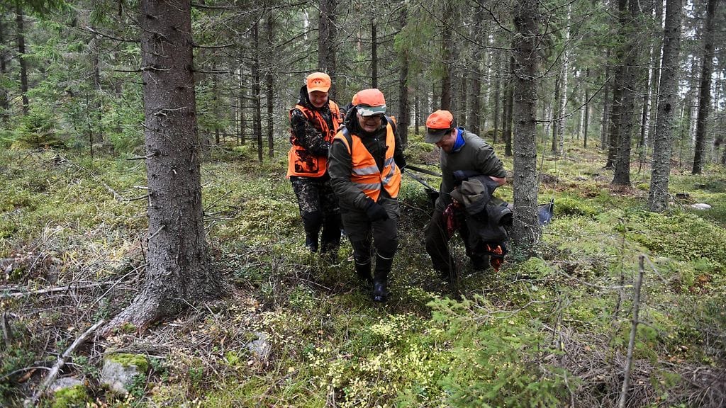 Hirvenmetsästys alkaa Lapissa lauantaina.