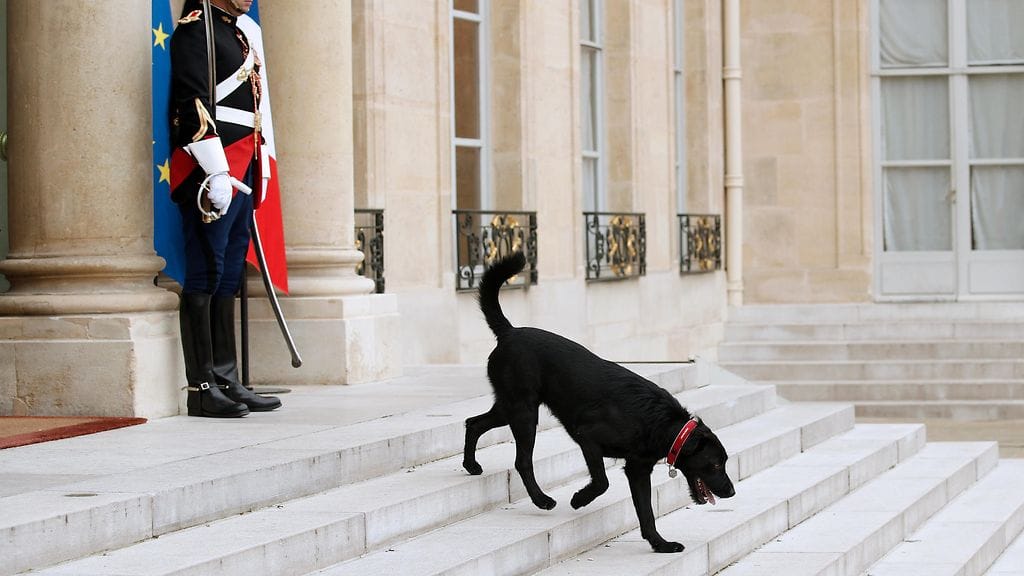 Koira Élysée-palatsin edustalla. Kuvituskuva.