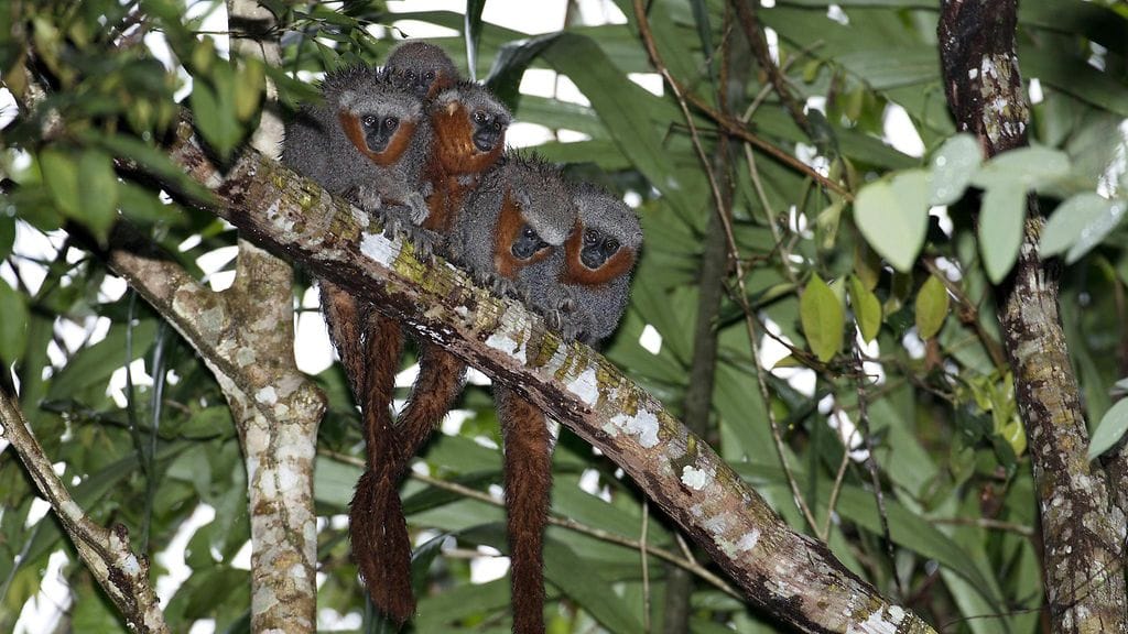 Amazonin uusia otuksia (3)